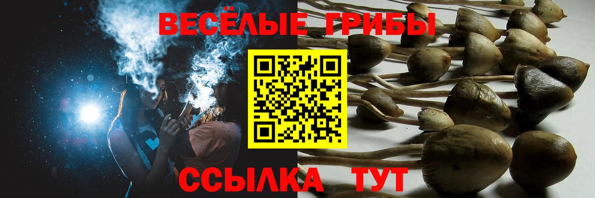 Галлюциногенные грибы Psilocybe Балаково